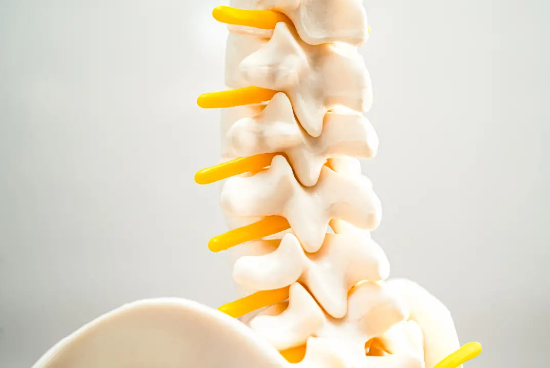 Decoding Herniated Disk: Causes, Symptoms, and Prevention Strategies DrLuigi
