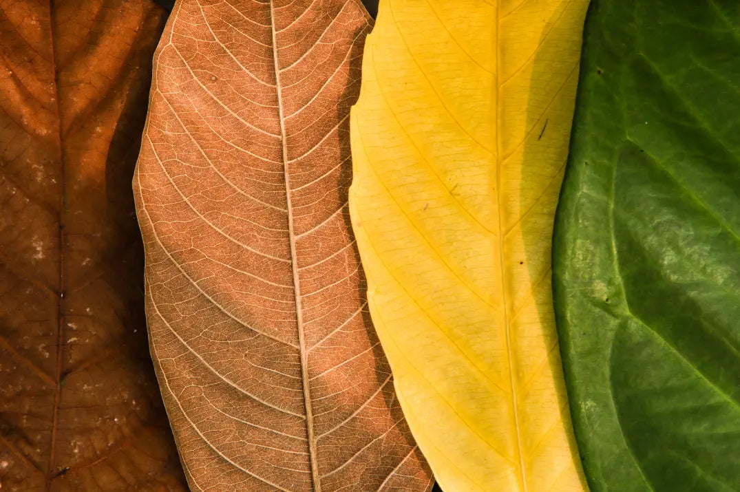 Seasonal Shifts and Your Feet: What You Need to Know DrLuigi