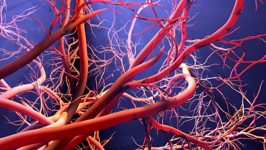 Vital Flow: Unveiling the Importance of Leg Blood Circulation for Optimal Health