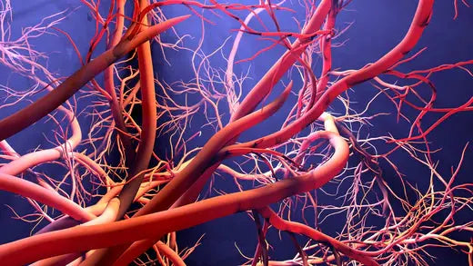 Vital Flow: Unveiling the Importance of Leg Blood Circulation for Optimal Health DrLuigi