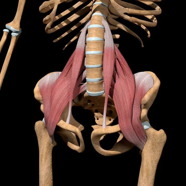 What Is A Hip Flexor Strain? DrLuigi