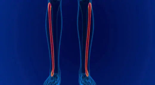 Understanding the Fibula: Structure, Function, and Maintenance DrLuigi