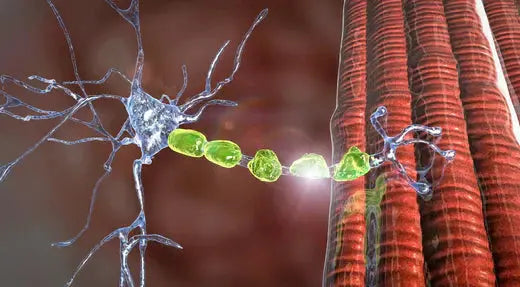 Peripheral Neuropathy: Understanding Symptoms, Treatment, and Management DrLuigi